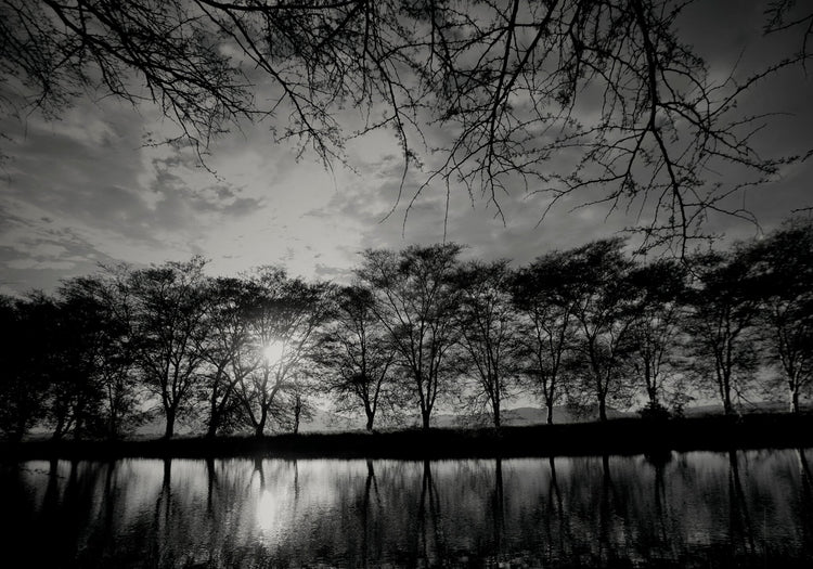 Ebony & Ivory - Moonlight