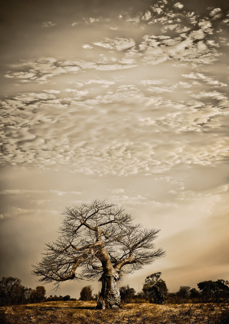 Baobab Hierarchy No.1