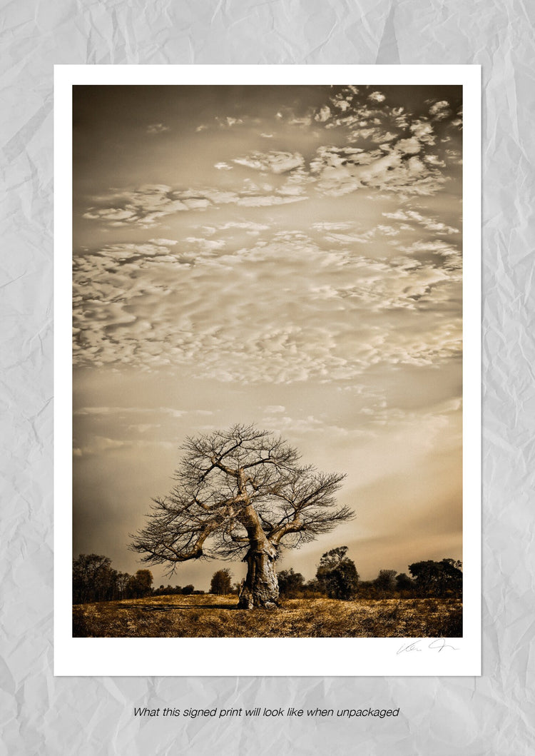 Baobab Hierarchy No.1