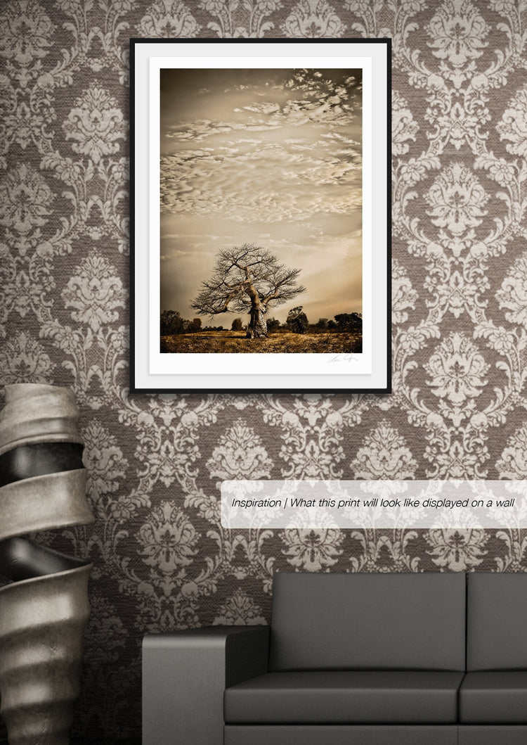 Baobab Hierarchy No.1