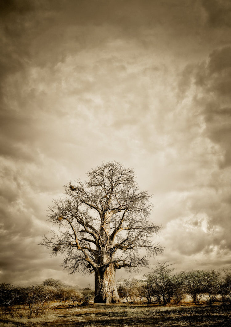 Baobab Hierarchy No.2