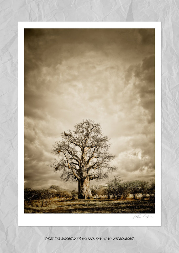 Baobab Hierarchy No.2