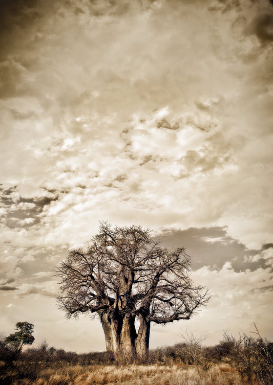 Baobab Hierarchy No.3