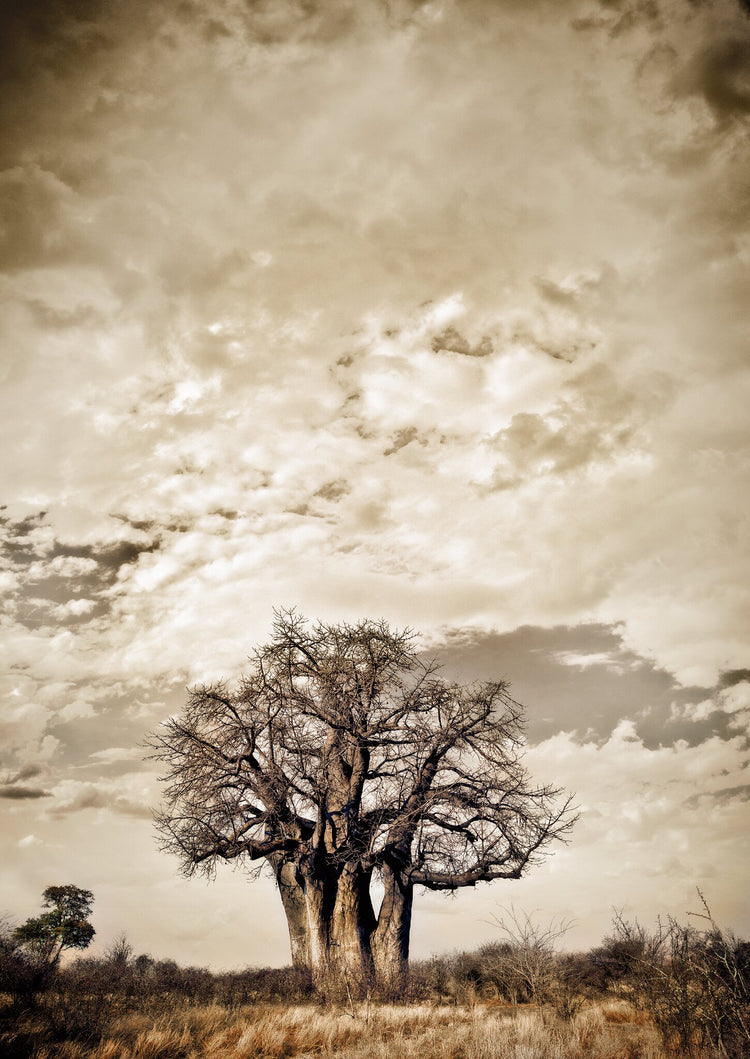 Baobab Hierarchy No.3