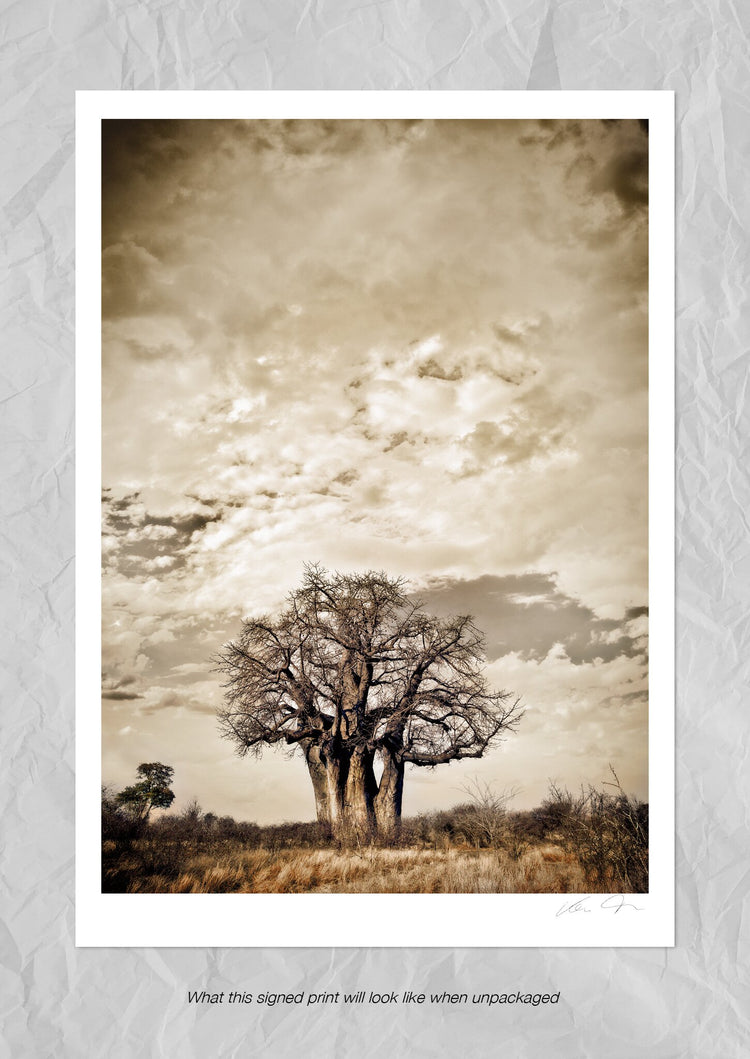 Baobab Hierarchy No.3