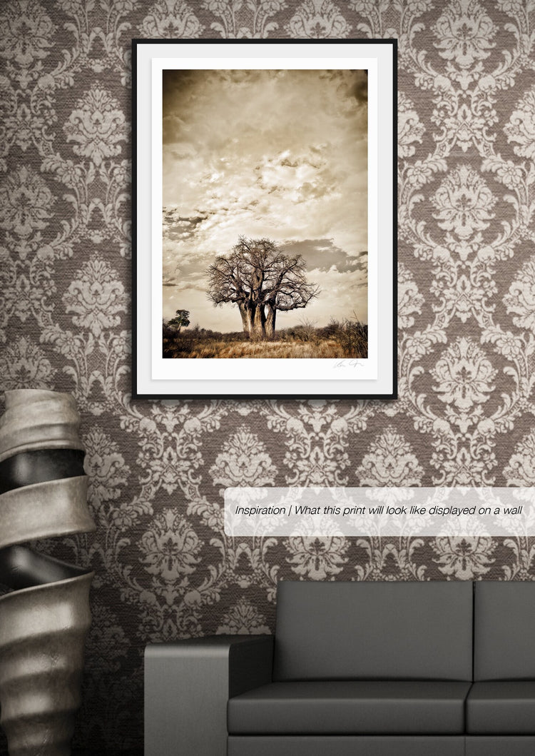 Baobab Hierarchy No.3