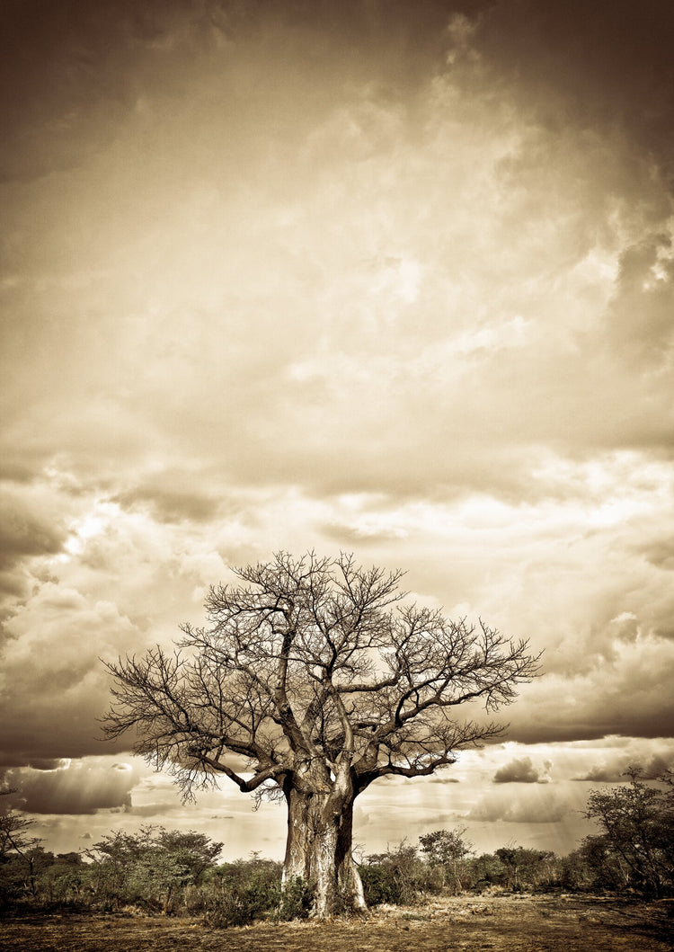 Baobab Hierarchy No.4