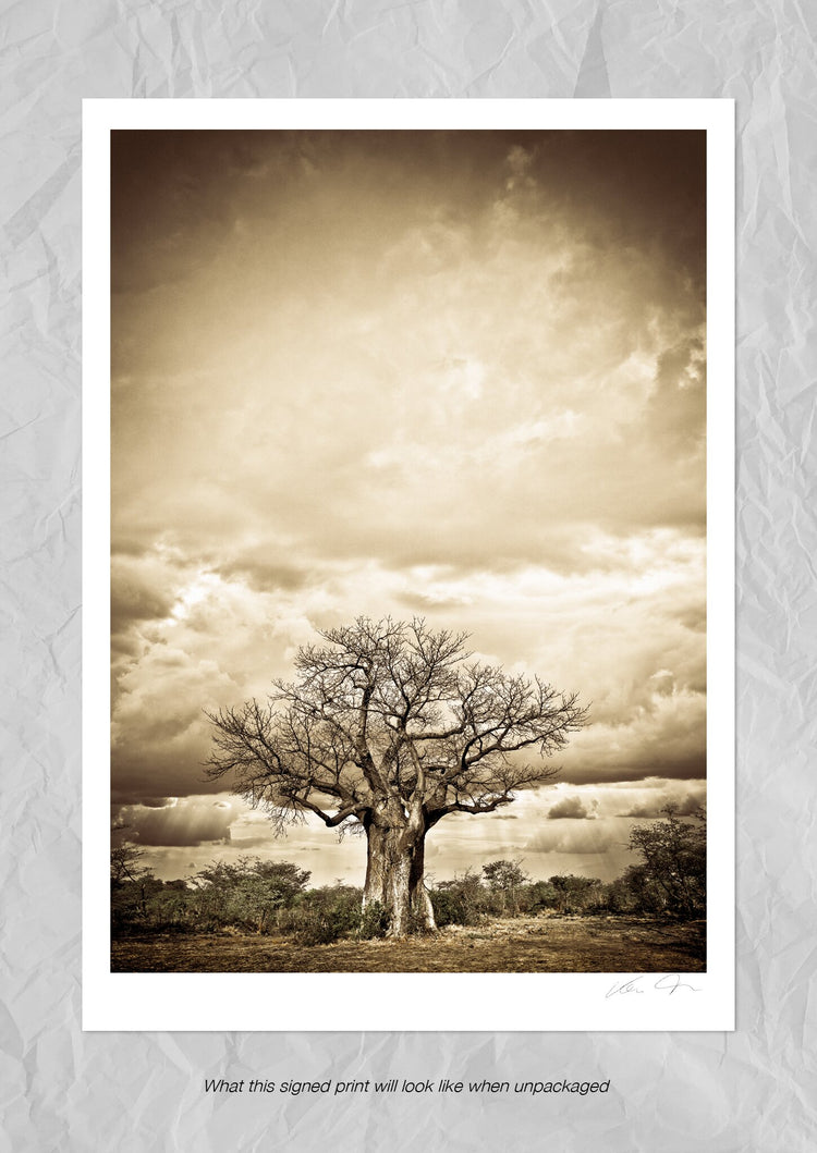 Baobab Hierarchy No.4