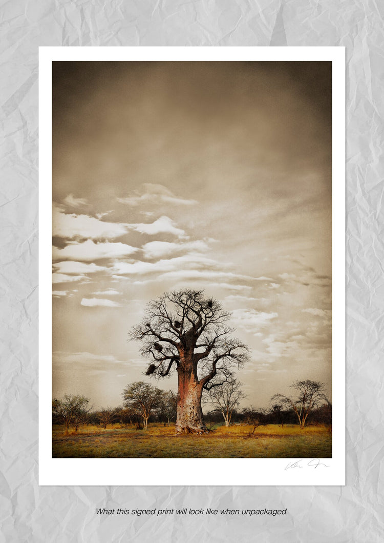 Baobab Hierarchy No.5