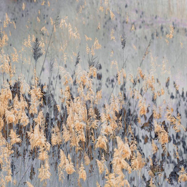 Pastures of Splendour No.2