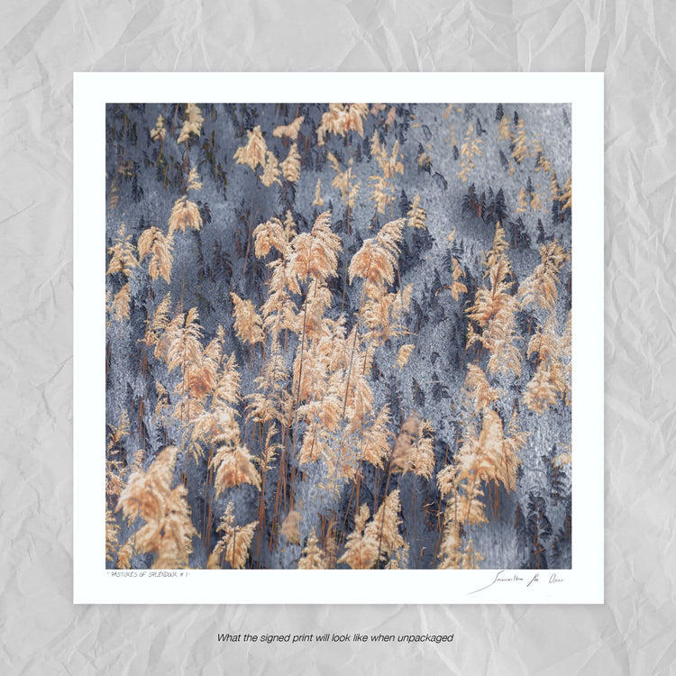 Pastures of Splendour No.1