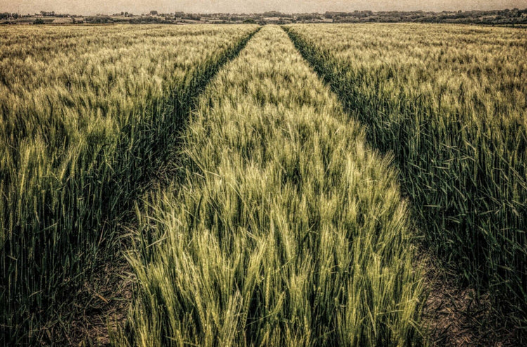Wheatfield with Tractor Tracks