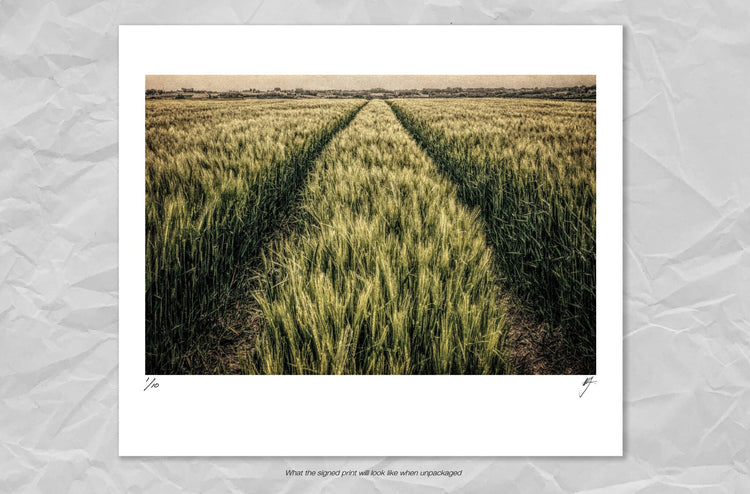 Wheatfield with Tractor Tracks