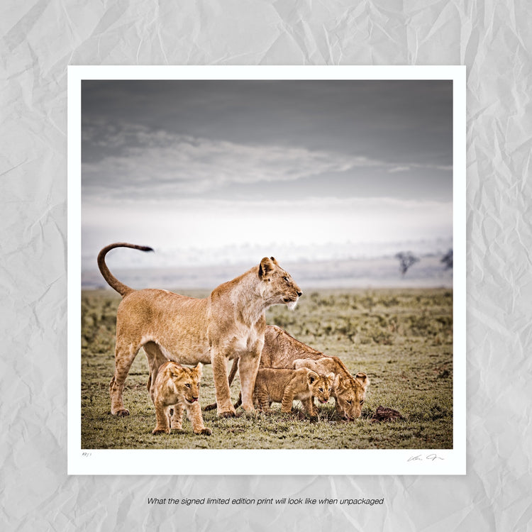 Mara Harmony No.2 | Pride of Africa