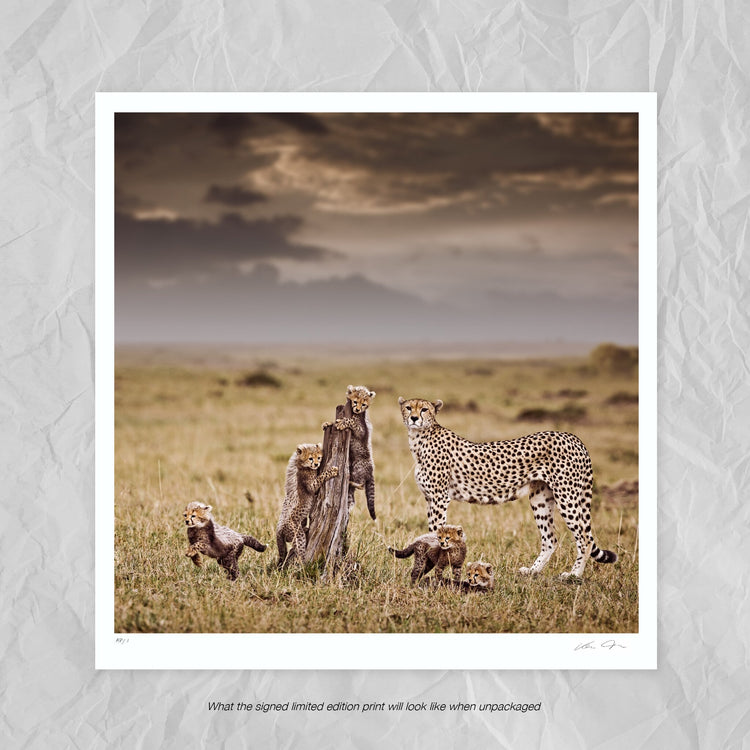 Innocent Pride No.2 | Pride of Africa