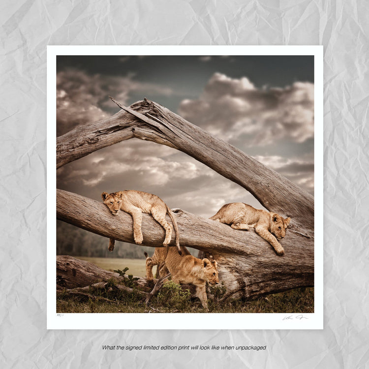 Spirit of Discovery | Pride of Africa