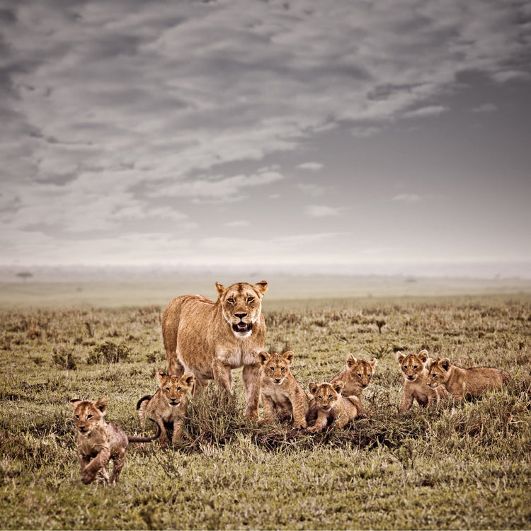 Mara Harmony No.1 | Pride of Africa