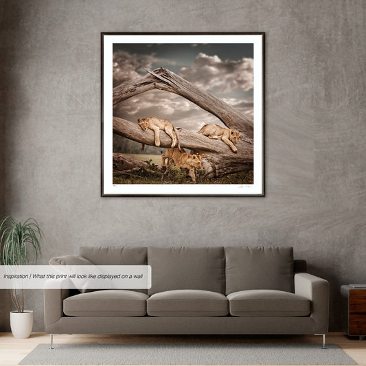 Spirit of Discovery | Pride of Africa