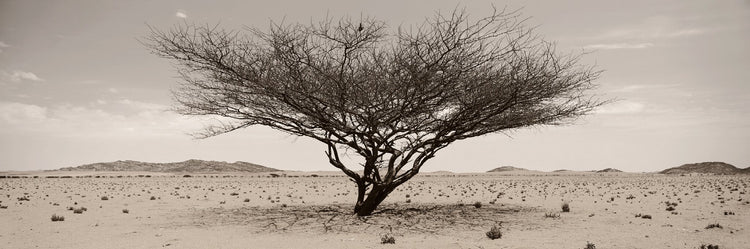 Arid Wilderness No.1