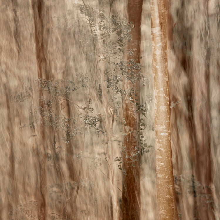 Forest of Mystique No.1