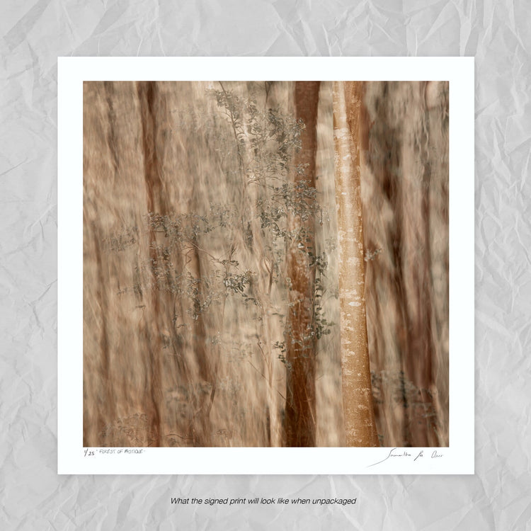 Forest of Mystique No.1