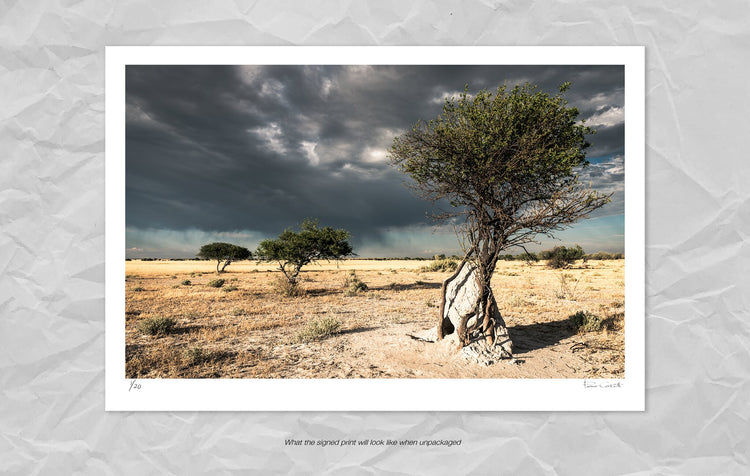 Lone Ghost Tree No.2