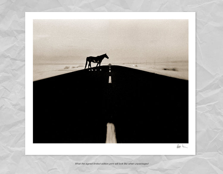 Wild Horses of the Namib No.3