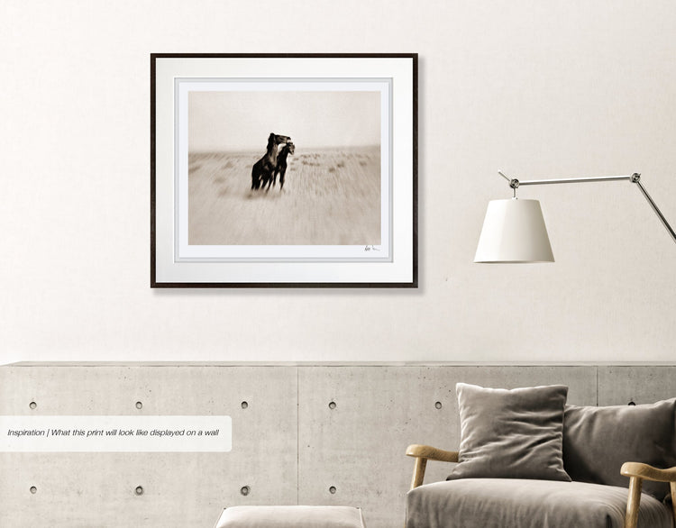 Wild Horses of the Namib No.1