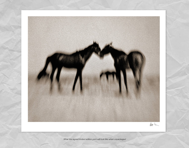 Wild Horses of the Namib No.4