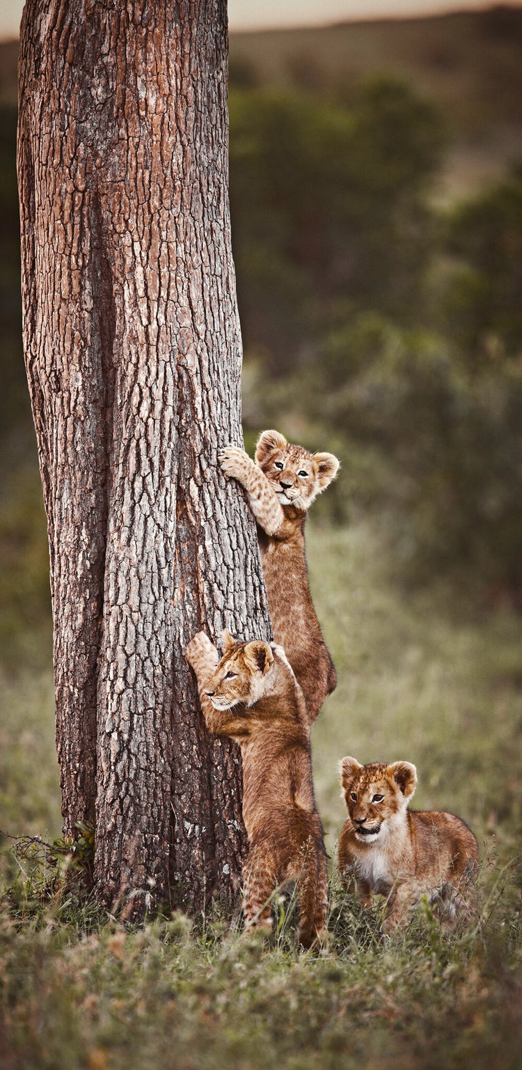 Innocent Pride No.1 | Pride of Africa