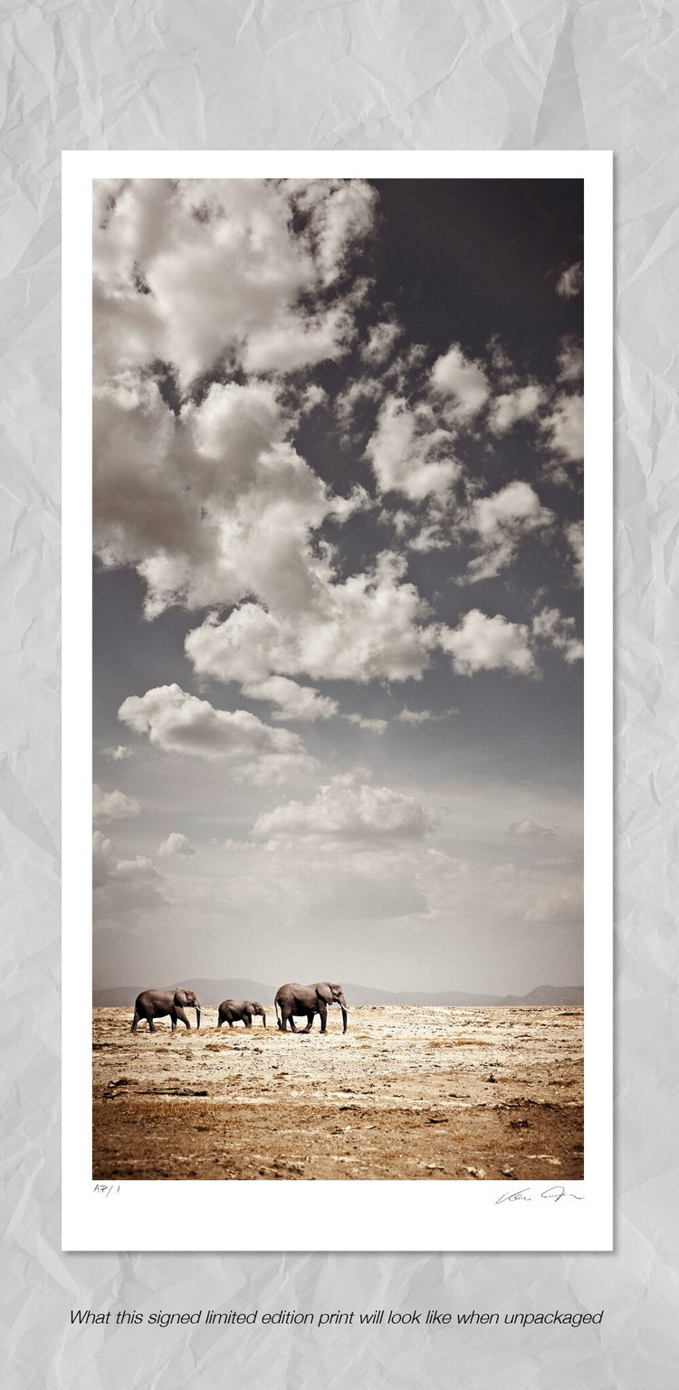 Crossing at Amboseli | Pride of Africa