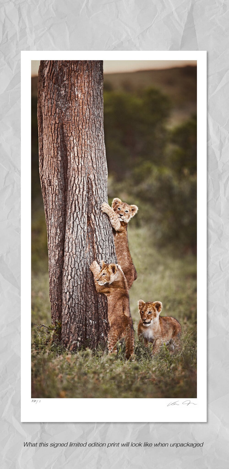 Innocent Pride No.1 | Pride of Africa