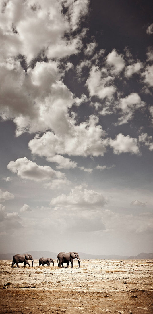 Crossing at Amboseli | Pride of Africa