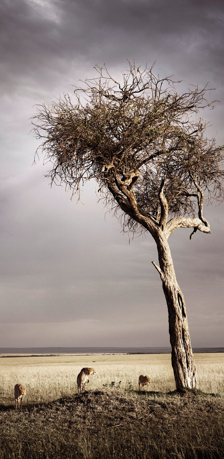 Brotherhood No.3 | Pride of Africa