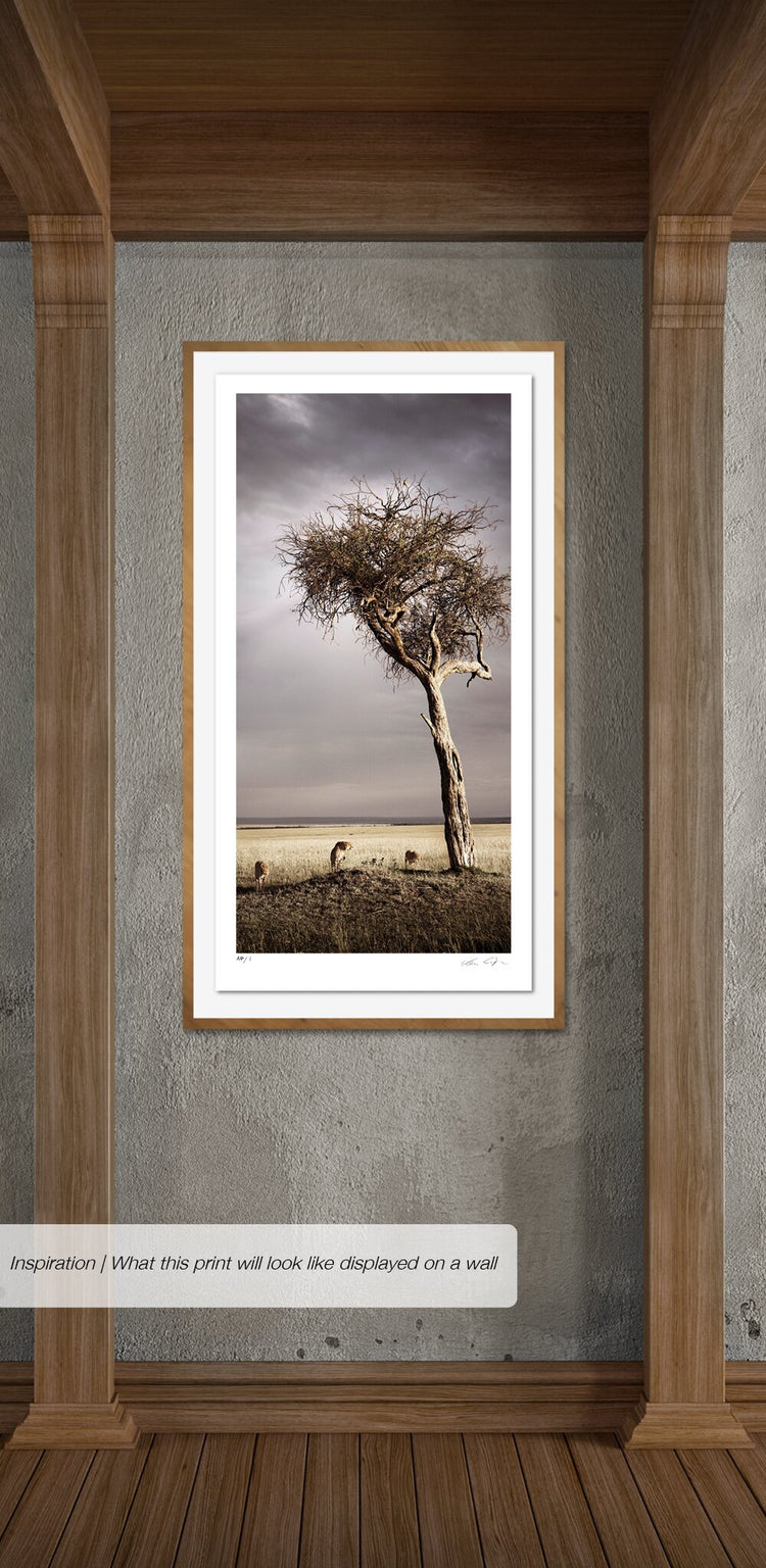 Brotherhood No.3 | Pride of Africa