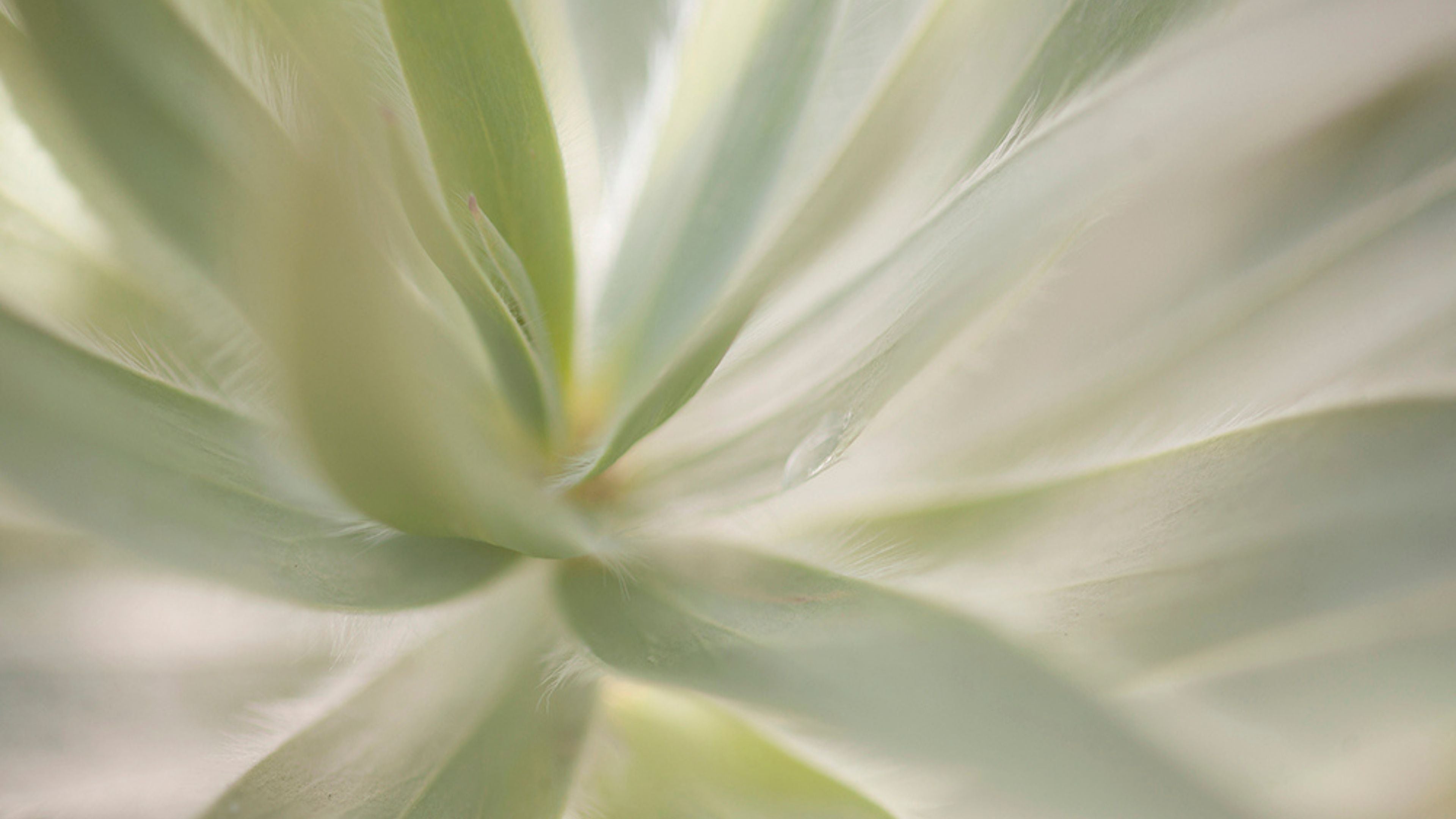 Close-up fine art photograph of soft green plant leaves with delicate textures and a gentle, ethereal light