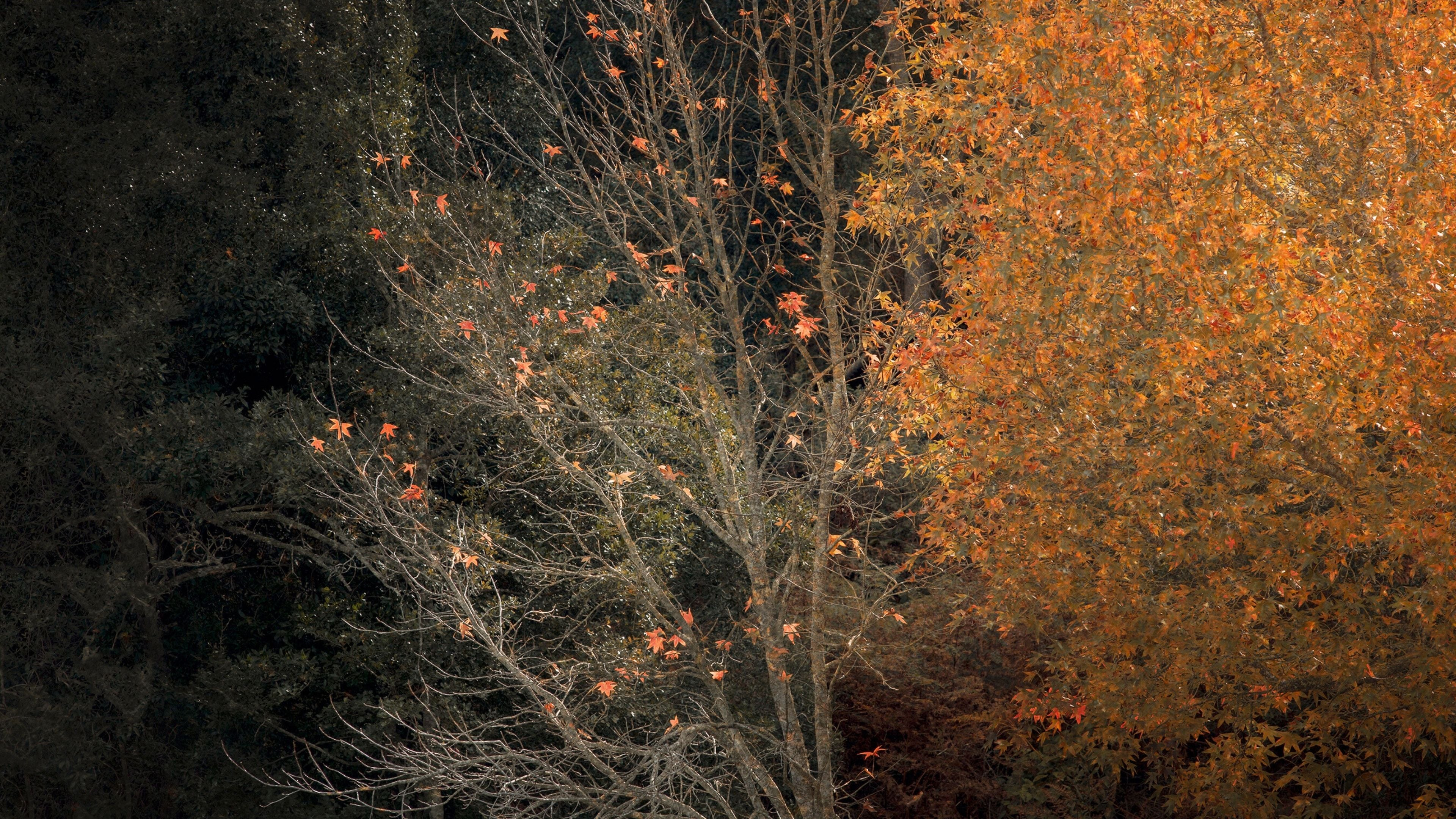 Fine art photograph of autumn trees with golden and red leaves against a dark forest backdrop, capturing the rich colours of the season