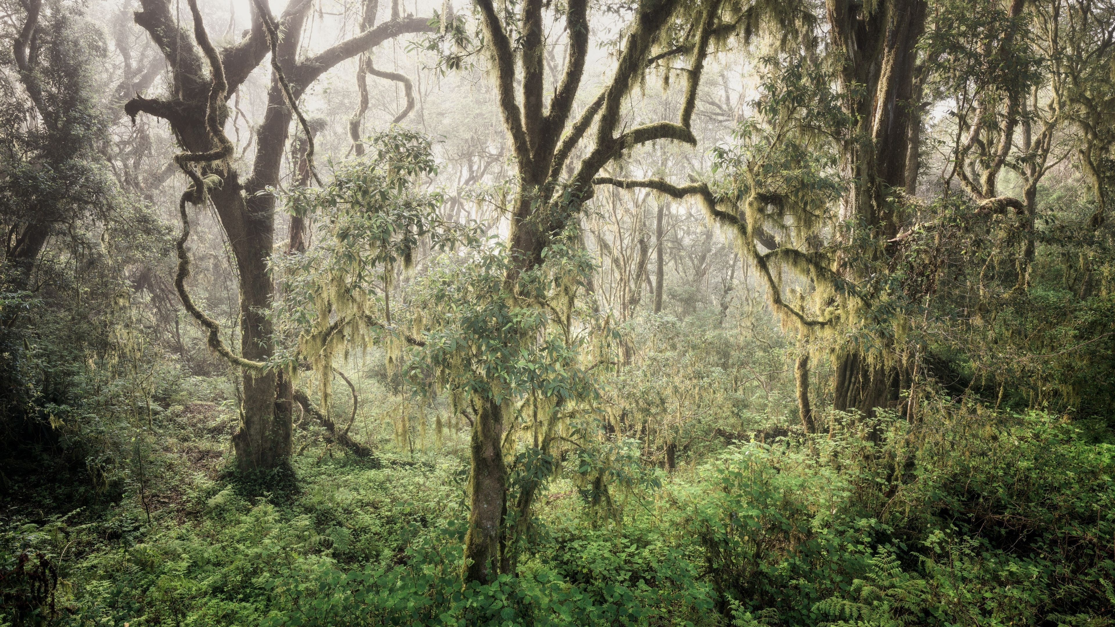 Fine art photograph of a misty forest with tall moss-covered trees and lush green undergrowth, capturing the serene beauty of nature