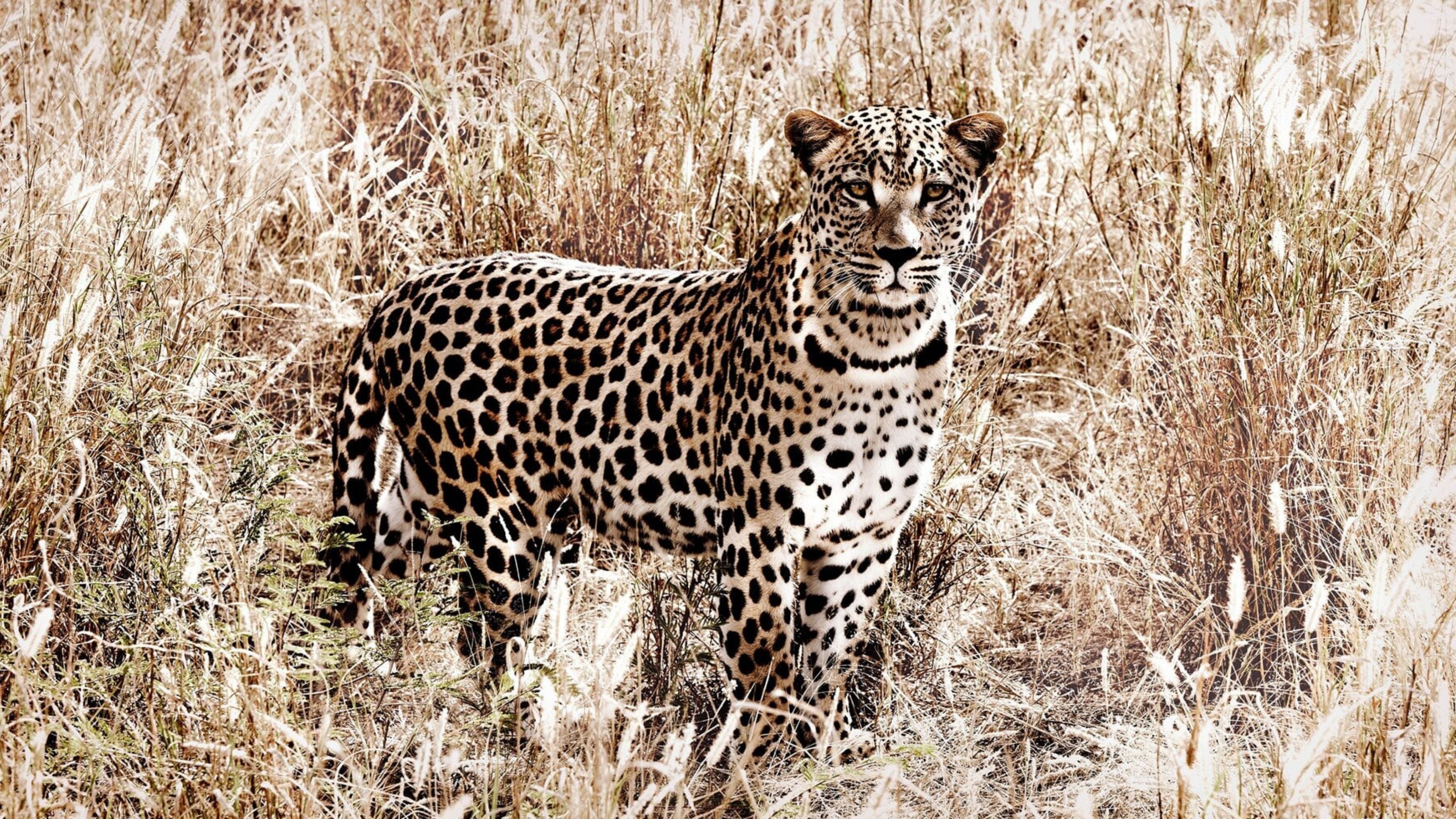 Leopard standing alert in tall golden grass, captured in fine detail, part of the Animal & Wildlife Art collection featuring photography and mixed media works.