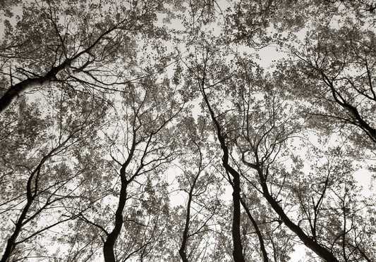 Austere Pattern No.2