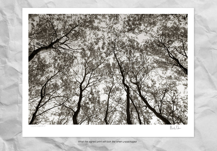 Austere Pattern No.2