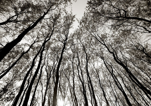 Austere Pattern No.3