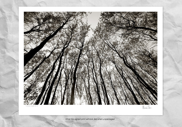 Austere Pattern No.3