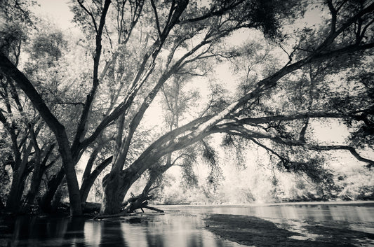 Ethereal Reverie No.3