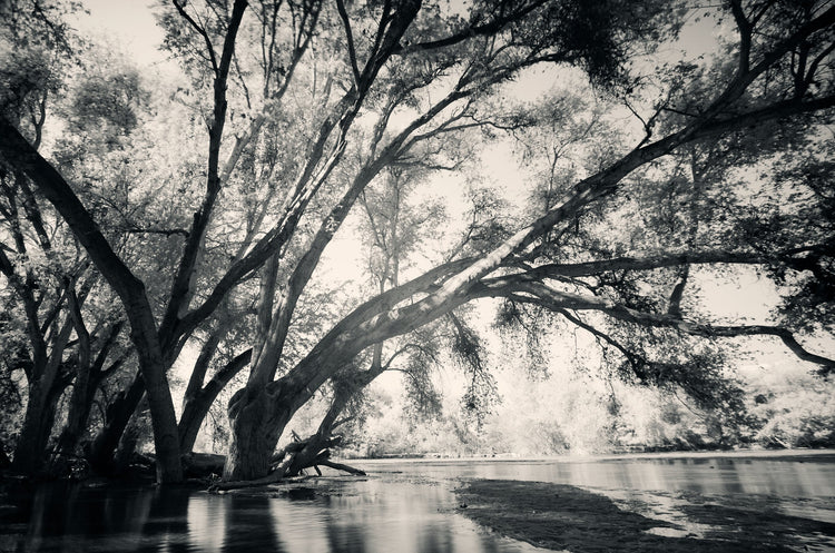 Ethereal Reverie No.3