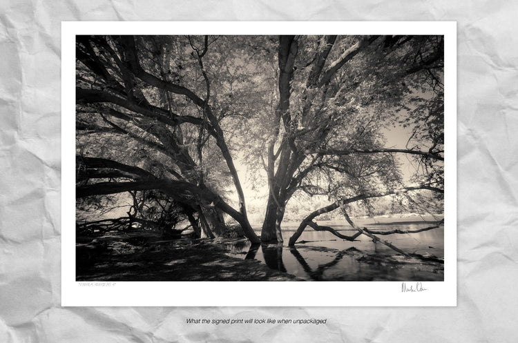 Ethereal Reverie No.4