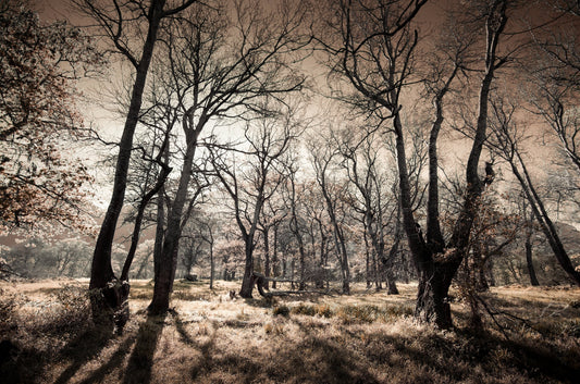 Ethereal Reverie No.7