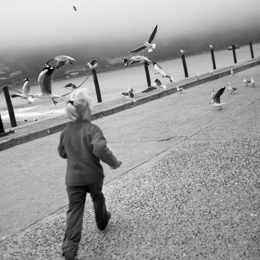 On the move - Chasing gulls