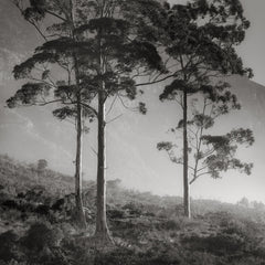 Classic Black & White - Cecelia View - Table Mountain