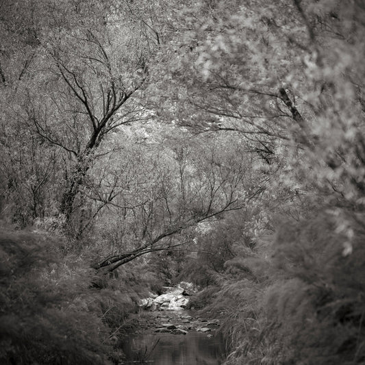 Classic Black & White - Keurbooms